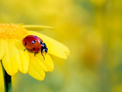 Bild Gl&uuml;cksk&auml;fer auf gelber Blume